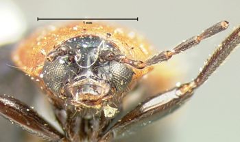 Media type: image; Entomology 18400   Aspect: head frontal view